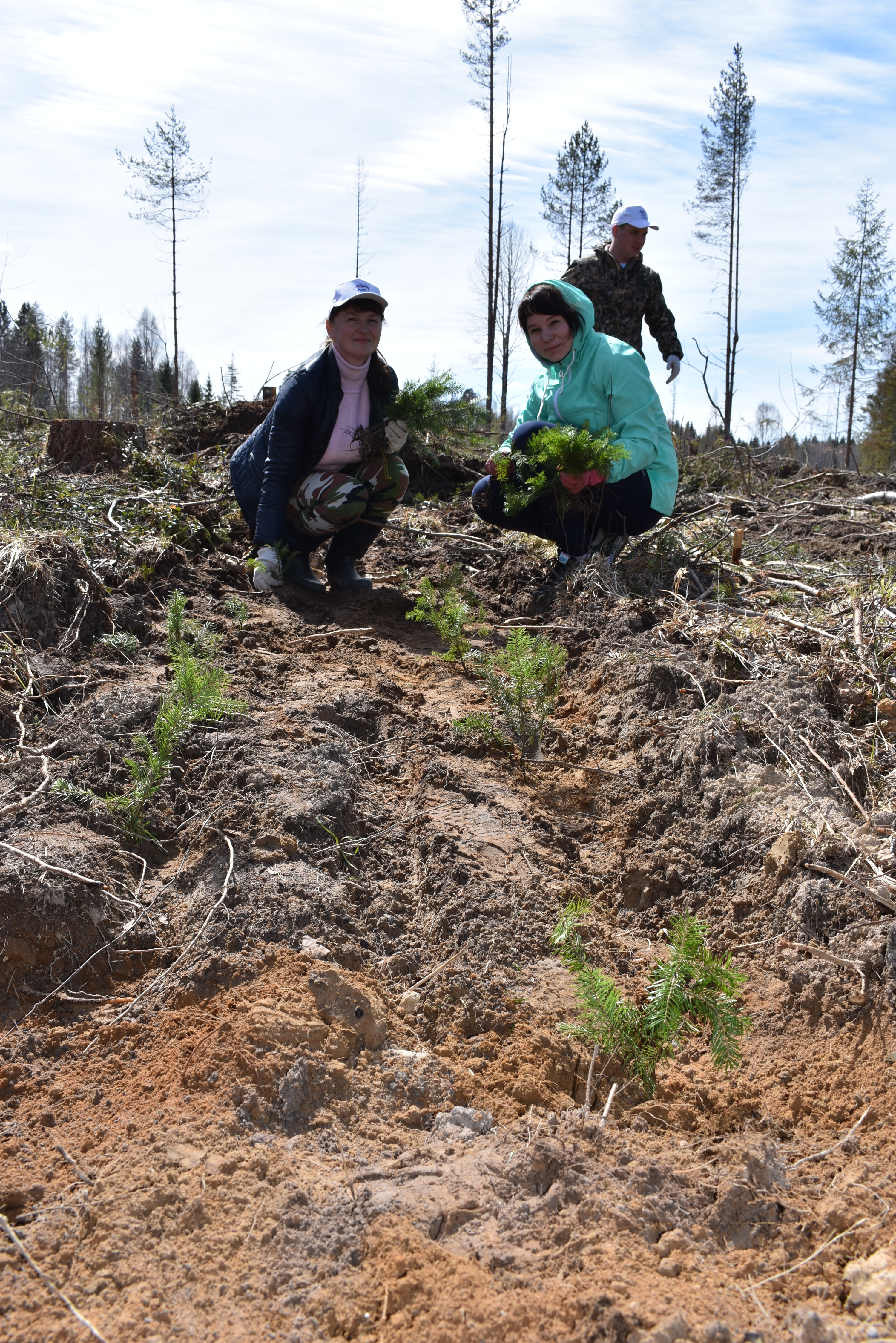 В рамках проекта «Посади лес» на территории Вологодской области высажено   более 200 000 деревьев