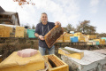 Первый Межрегиональный съезд пчеловодов пройдет в Вологодской области