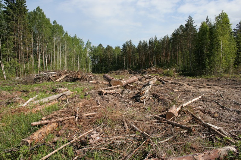 Член ОП ВО Людмила Потаева обсудила проблему вырубки лесов в Верховажье