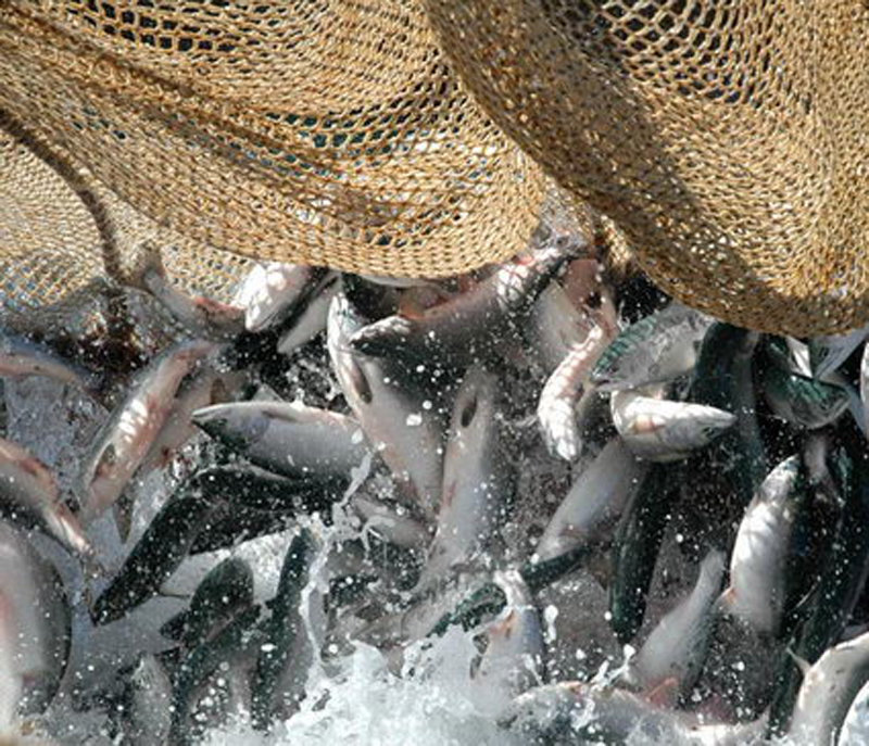 Развитие рыбной отрасли обсудили в ОП РФ